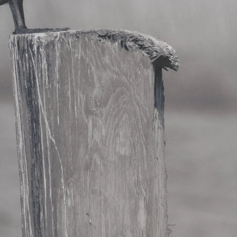 Pelican Stories Framed Art Print