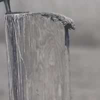 Pelican Stories Framed Art Print