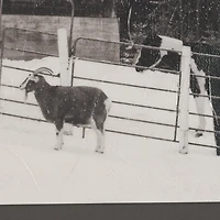 The Farm Textured Framed Art Print