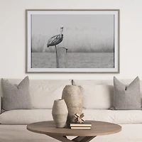 Pelican Stories Framed Art Print
