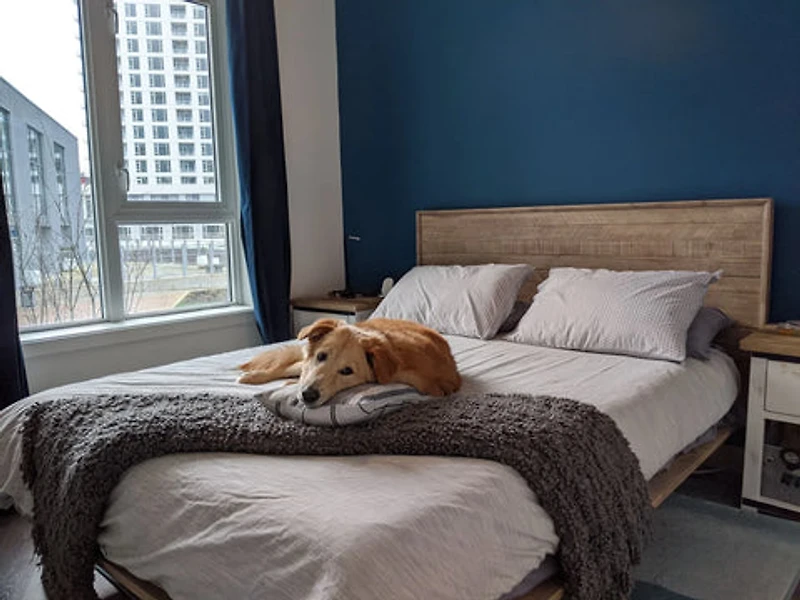 Elvyn Bed
