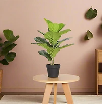 Fiddle Leaf Fig Faux Plant 50cm/ 19.7"