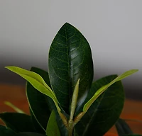 Magnolia Tree Faux Plant 40cm/ 15.7"