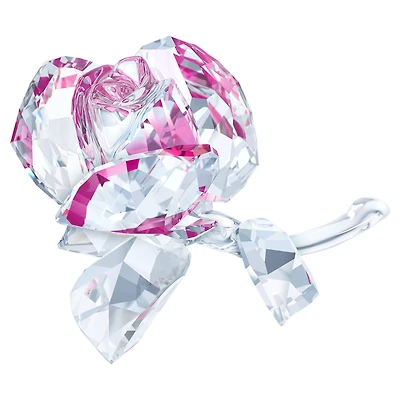 In The Secret Garden Blossoming Rose