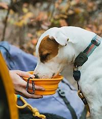 TNF™ Collapsible Pet Bowl