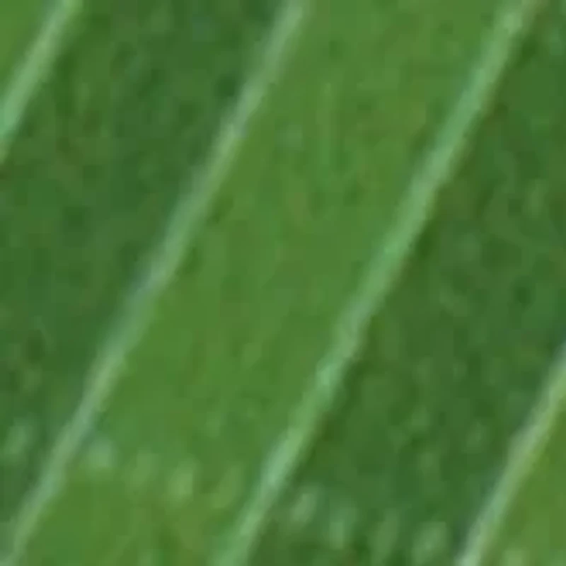 YouTheFan NCAA Texas Longhorns 3D StadiumView Coasters - Darrell K Royal–Texas Memorial Stadium