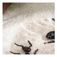My Little Sandbox - Bug's World