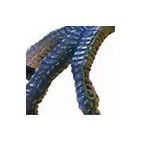 4D Vision Velociraptor Anatomy Model