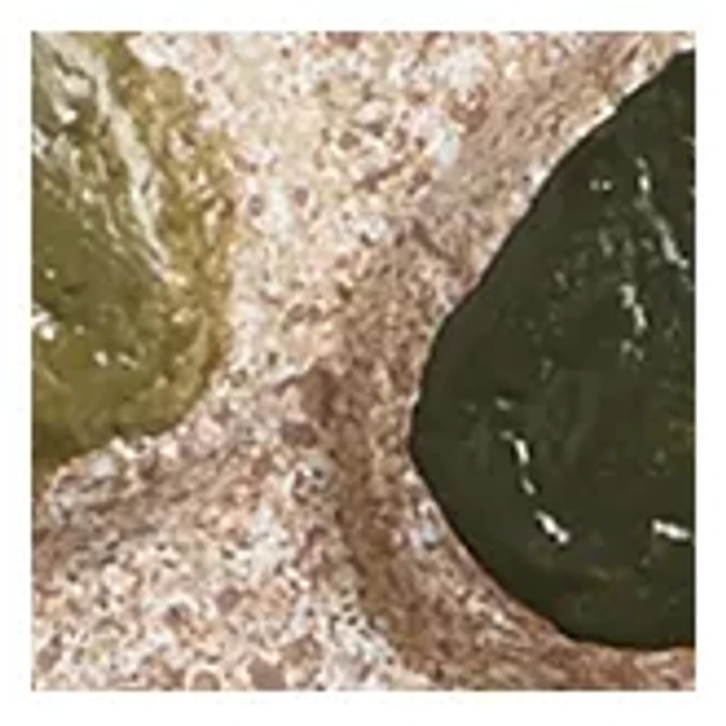 Paint Your Own Stepping Stone - Dinosaur Footprint