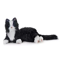 Companion Pet (Black and White Tuxedo Cat)