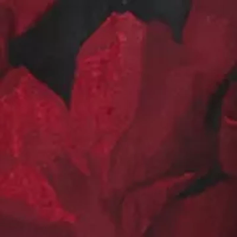 Petite Floral Jacquard One-Button Collarless Jacket