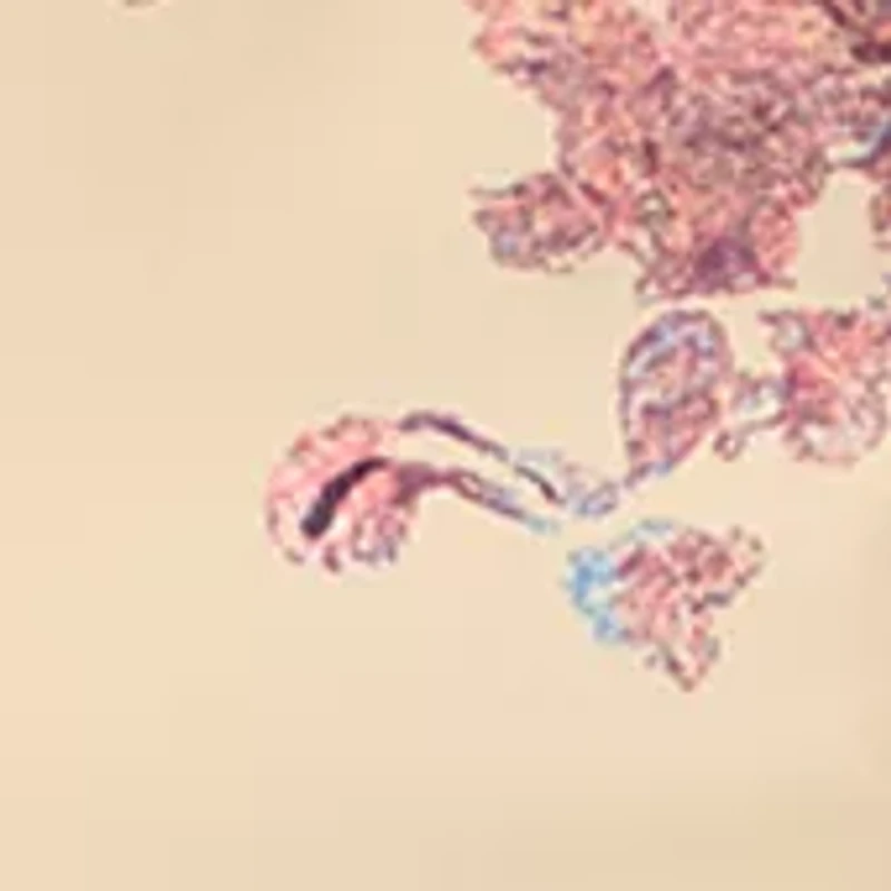 Women's Floral Slim Pants