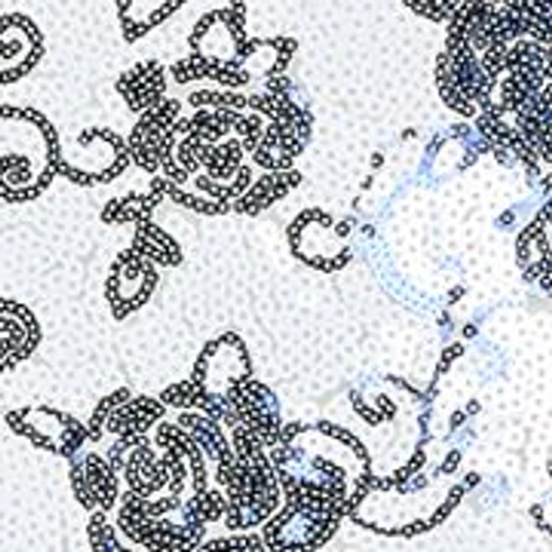 Women's Sleeveless Scalloped Sequin Gown