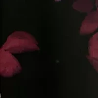 Plus Long Sleeve V-Neck Chiffon Floral Print Dress