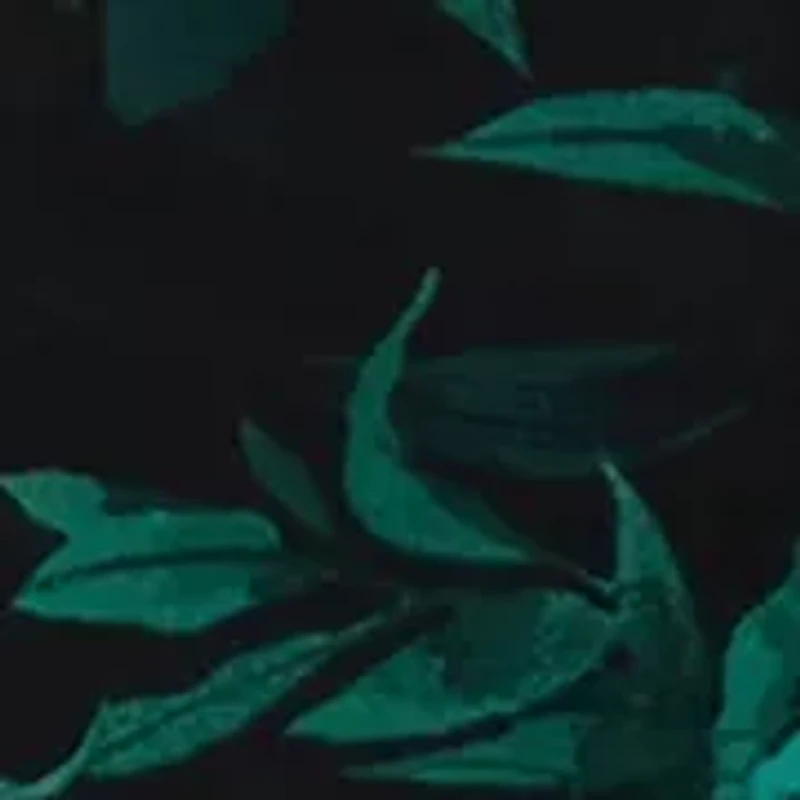 Women's 3/4 Sleeve Printed A-Line Dress