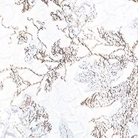 Women's Sleeveless Off the Shoulder Floral Print Scuba Gown