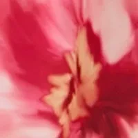 Plus Floral Printed Belted A-Line Dress