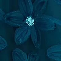 Women's Short Sleeve Floral Appliqué Mini Dress