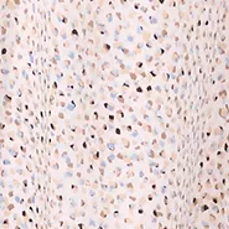 Women's Halter Tie Back Multi Dot Midi Dress