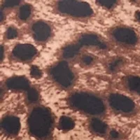 Women's Zip Front Leopard Print Jacket