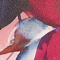 Plus Wine Country Dramatic Floral Top