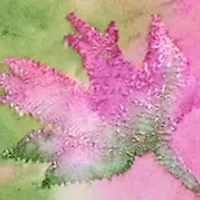 Petite Tie Dye Burnout Shirttail Top
