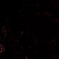 Maye Printed Velvet Tunic