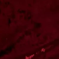 Raise a Toast Midi Slip