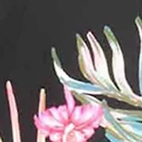 Plus Endless Summer Erinna Twin Print Tankini Swim Top