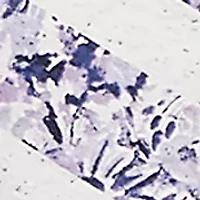 Plus Floral Stripe Twist Front Knit Top