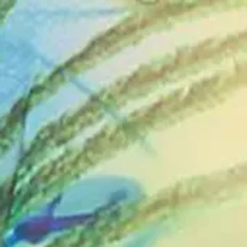 Maternity Short Caftan with Tie-up Neckline