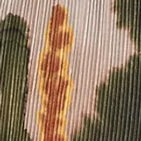 Women's Pull-On Printed Plisse Wide Leg Pants