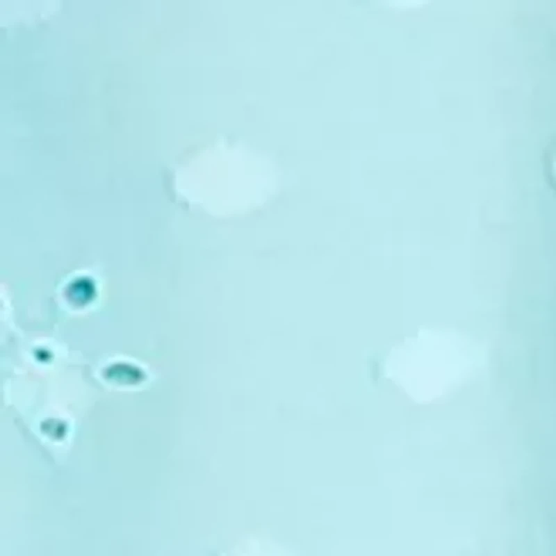 Petite Sleeveless Peasant Top