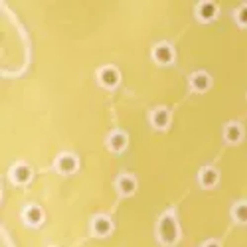 Women's Embroidered Scalloped Hem Top