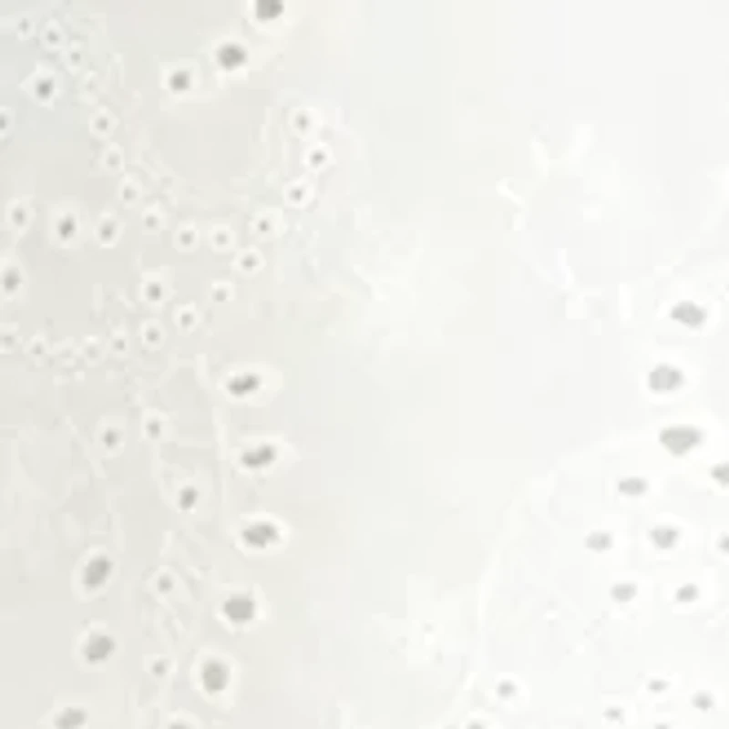 Petite Short Sleeve Side Button Swing Dress