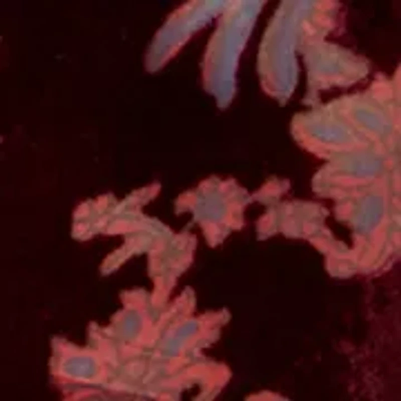 Women's Burnout Velvet Long Sleeve Shirt