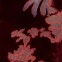 Women's Burnout Velvet Long Sleeve Shirt