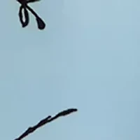 Plus Opal Blue Long Sleeve Ruffle Printed V-Neck with Smocked Cuff