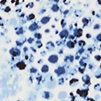 Women's Sleeveless Triple Pleat Top