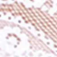 Lace Kiss Hipster - 978282