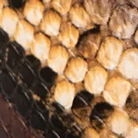 Asymmetrical Center Bar 48 Millimeter Snakeskin Belt