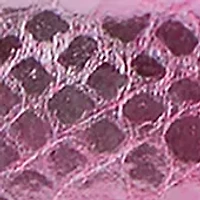 Veronica Compact Leather Wallet 