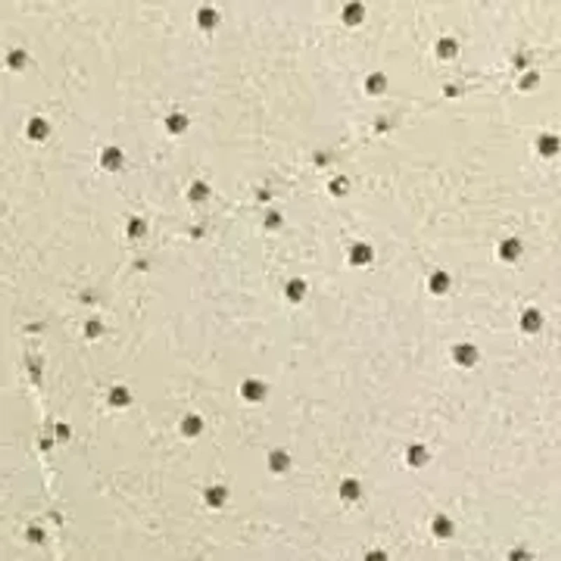 Women'S Madison Lace Sneaker