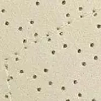 Women'S Madison Lace Sneaker