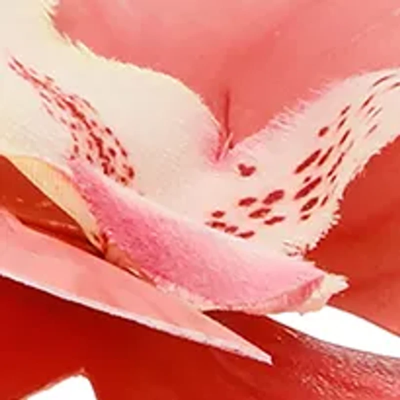 Poppyseed Thong Flip Flop Sandals