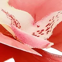 Poppyseed Thong Flip Flop Sandals