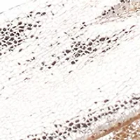 Ashley Soft Crackle Sandals