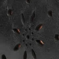 Araceli eFlex Casual Slip-on Ballet Flats