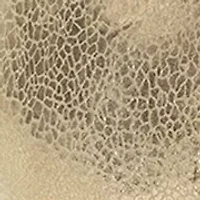 Women's Bosco Sneakers