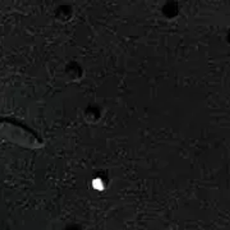 Halin Round Toe Casual Slingback Wedge Sandals